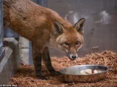 Una volpe clandestina viene accolta dallo zoo di New York dopo aver compiuto un viaggio di 3.000 miglia dal Regno Unito… su una nave