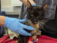 La donna che ha intrappolato e schiacciato 23 gatti in un bidone della spazzatura prima di lasciarne morire soffocati evita il carcere