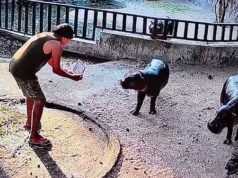 Moo Deng ha uno stalker! Un uomo viene arrestato dopo essere stato sorpreso mentre si arrampicava nel recinto virale dell’ippopotamo pigmeo