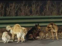 Il mondo è in preda a sette cani rubati che sono fuggiti da una fabbrica di carne cinese e si sono mossi in formazione in stile militare per aiutarsi a vicenda a camminare per dieci miglia verso casa