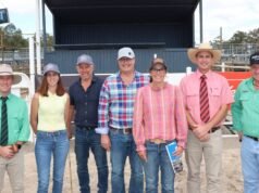 Il toro di alto prezzo è uno dei primi figli di un toro americano offerto in Australia