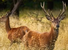 Cervo ucciso da un’auto investita sulla strada a pedaggio Serpan
