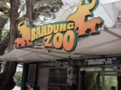 Cucciolo di tigre del Bengala muore allo zoo di Bandung, Walkot Farhan: questa è una seria preoccupazione