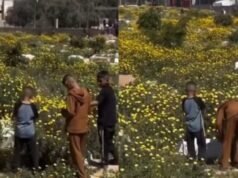 Virale! Cimiteri di Gaza pieni di fiori che sbocciano, Netizens: sono in paradiso