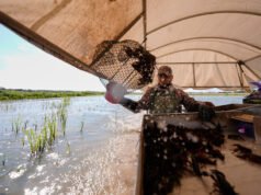 L’industria dell’aragosta della Louisiana sente i limiti imposti ai lavoratori stranieri