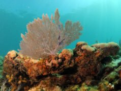 Il governo degli Stati Uniti sta accelerando il collasso della barriera corallina, avvertono gli scienziati