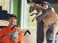 Un canguro con il pannolino di jeans ritrovato sano e salvo tre giorni dopo essere fuggito rocambolescamente dallo zoo del Wisconsin
