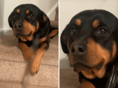 Rottweiler sembra “sorridere” al proprietario, poi vede cosa c’è tra le zampe