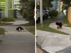 Il proprietario porta a spasso il bovaro del bernese ma c’è un grosso problema