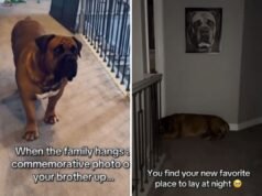 Il proprietario mostra al cane la foto del defunto fratello: il cuore si spezza per la sua reazione