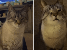 Il motivo per cui il gatto finge di essere “ferito” piace a Internet