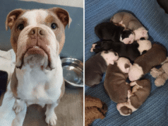 Mamma cane che ha preso un martello per proteggere i suoi cuccioli trova casa per sempre