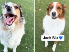 L’asilo nido accoglie i cani: poi il personale si rende conto che condividono un tratto genetico raro