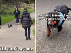 La reazione del bassotto nel vedere la proprietaria dopo averla persa nella folla scioglie i cuori