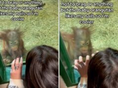 Il cucciolo di orango vede le unghie acriliche di una donna: nessuno era preparato alla sua reazione