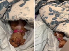 La reazione del Chihuahua quando viene chiuso fuori dalla cameretta dei bambini scioglie i cuori