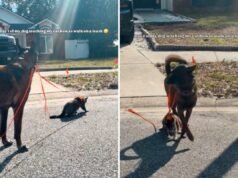 Il proprietario prova ad addestrare il gatto al guinzaglio, poi il cane decide di sostituirlo nell’insegnamento