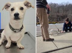 Un rifugio trova un cane legato al tavolo da picnic: ciò che gli è rimasto spezza i cuori