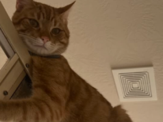 Cosa fa il gatto mentre il proprietario fa la doccia lascia Internet in difficoltà