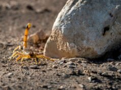 Avviso di animali domestici emesso mentre milioni di scorpioni emergono presto