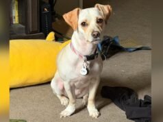 Il proprietario porta il cane dal veterinario d’urgenza e spende $ 720 per una diagnosi isterica