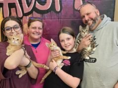 Tre fratelli Kitty che prendono il nome dai più piccoli trovano casa per sempre tutti insieme