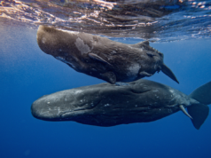 Il comportamento del capodoglio notato dai marinai del XIX secolo finalmente ripreso dalla telecamera