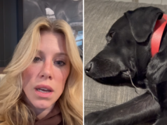 Una donna paga 500 dollari per una pet sitter e torna sulla scena dell’orrore