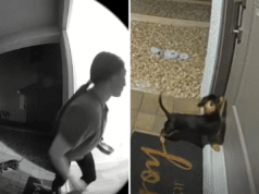 Donna raccoglie il pacco dalla porta, i cuori si spezzano per quello che succede al bassotto