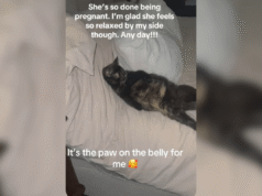 Internet non riesce a dimenticare una gatta incinta che ne è completamente passata