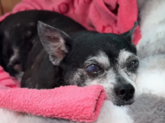 Cane adottato da cucciolo e poi 14 anni dopo in un rifugio riceve una chiamata inaspettata