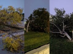 Studente della Dublin High arrestato per aver presumibilmente abbattuto 8 alberi nel campus