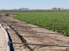 Come un novembre piovoso a Yuma ha contribuito a far salire l’inflazione a febbraio