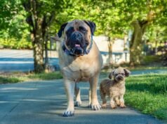 Cane grande o cane piccolo? Cosa dice di te la tua scelta, secondo l’esperto