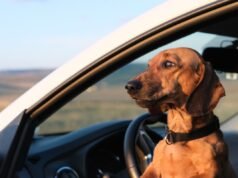 Il bassotto si mette in modalità “Suricato” quando papà esce dall’auto: Internet si diverte