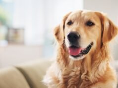 La telecamera del campanello riprende un Golden Retriever mentre commette un “crimine” nei confronti del vicino