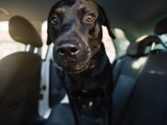 Labrador va a fare un giro: perché è “eccitato” scioglie i cuori