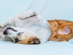 Una donna teme che il gatto salvato non vada d’accordo con il cane e poi li vede