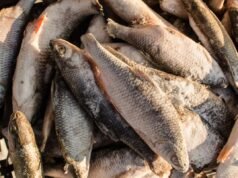 Il richiamo dei pesci fa scattare l’allarme sul rischio più elevato