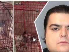 L’indagine dell’ICE porta alla condanna di un uomo della Florida per video di “schiacciamento di animali sessuali”.