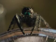 Guardalo in streaming o saltalo: la seconda stagione di “Nightmares of Nature” su Netflix, un altro giro di contenuti documentari stilizzati e narrati da Maya Hawke