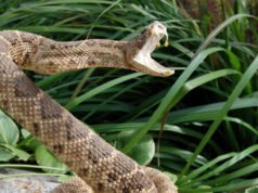 VIDEO: Mountain biker californiano di 25 anni muore un mese dopo il morso di un serpente a sonagli