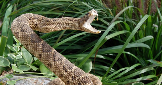 Rattlesnake-640x335.jpg