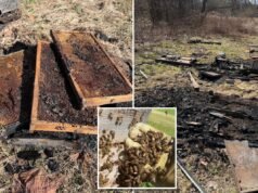 50.000 api uccise in un incendio doloso “deliberato” di alveari in una fattoria della Pennsylvania a conduzione familiare