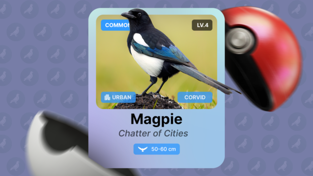 a-digital-collector-card-of-a-magpie-bird-with-stats-and-level-info-next-to-an-open-pok-ball.png