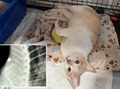 Assassino di gatti in libertà a Los Angeles mentre decine di persone vengono trovate morte