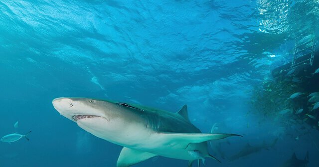 bahamas-lemon-shark-fiona-ayerst-unsplash-640x335.jpg
