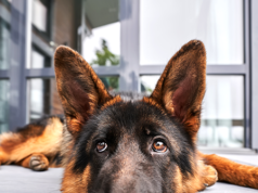 Il cane dell’inflazione tariffaria che non morde