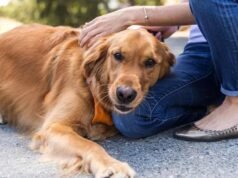 I 12 migliori giocattoli Nylabone