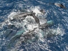 Il filmato mostra le femmine di capodogli che lavorano insieme durante il parto per proteggere il vitello